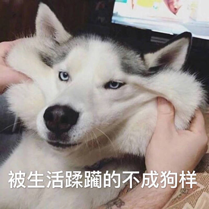 如何交女朋友的表情包(如何交女友表情包)